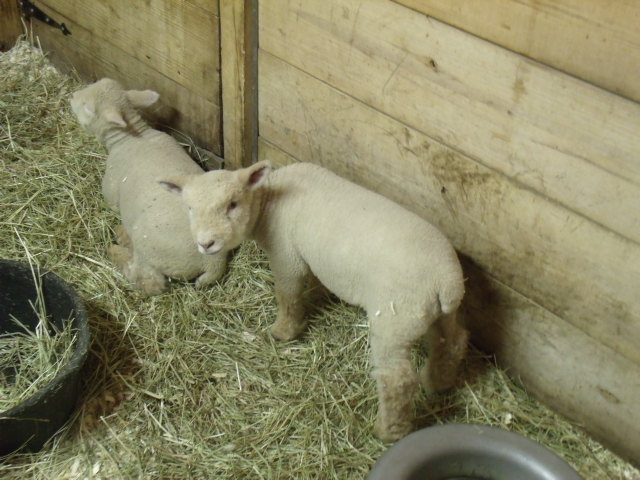 New Babydoll Sheep Lambs