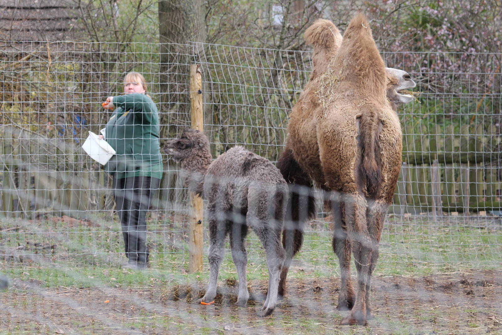 New bactarian camel calf 6-3-16