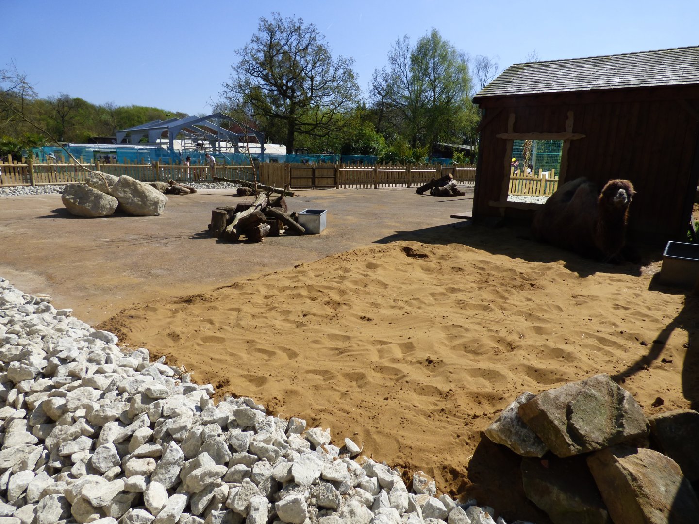 New Bactrian Camel Exhibit