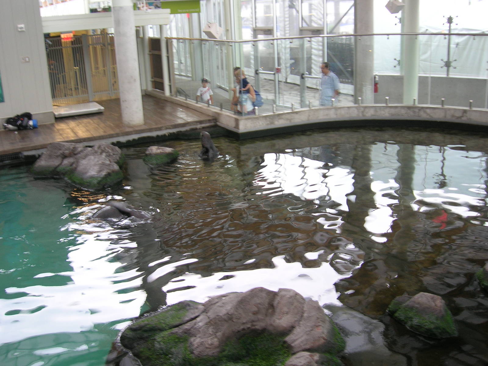 New Balance Foundation Marine Mammal Center