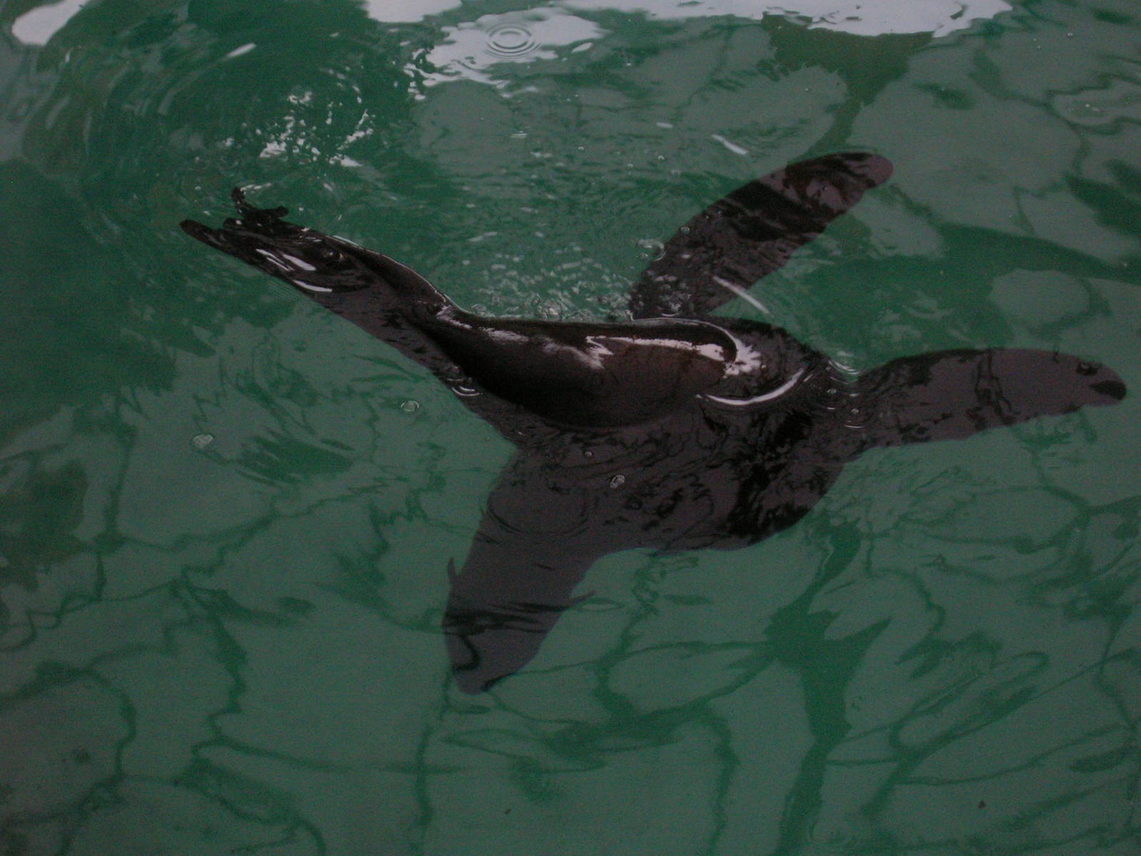 New Balance Foundation Marine Mammal Center