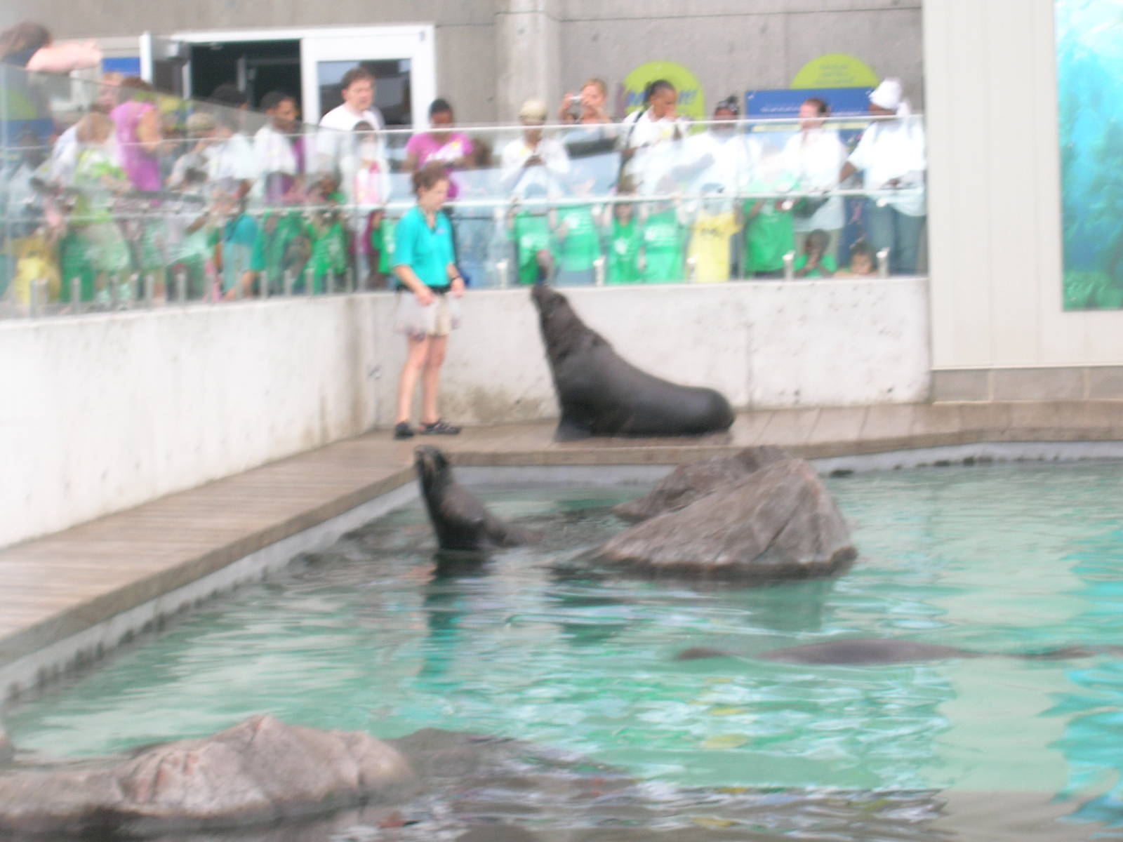 New Balance Foundation Marine Mammal Center