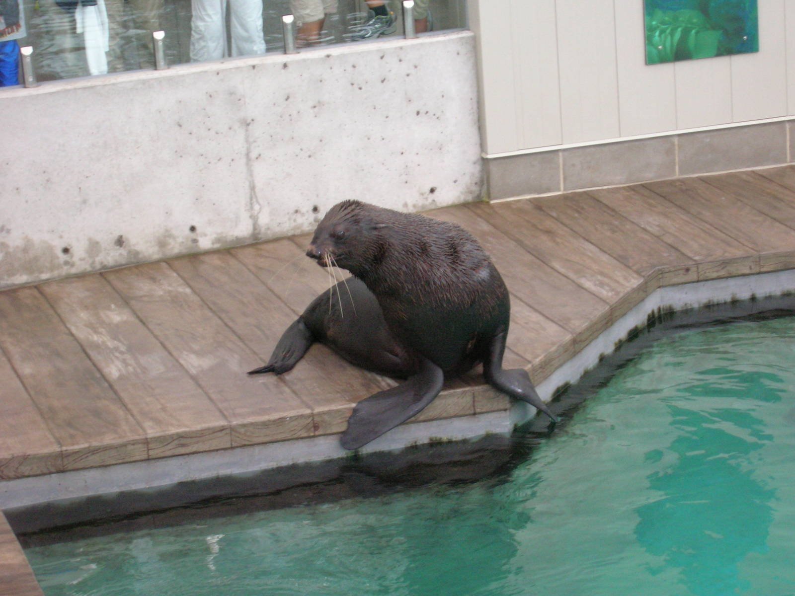 New Balance Foundation Marine Mammal Center