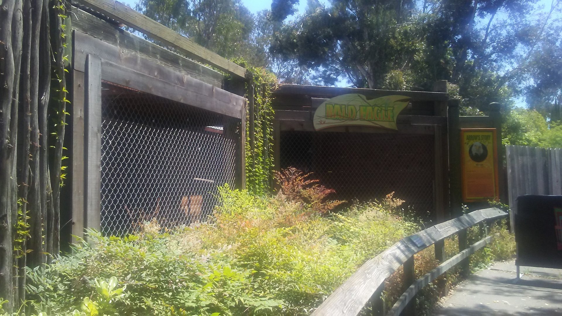 New bald eagle exhibit