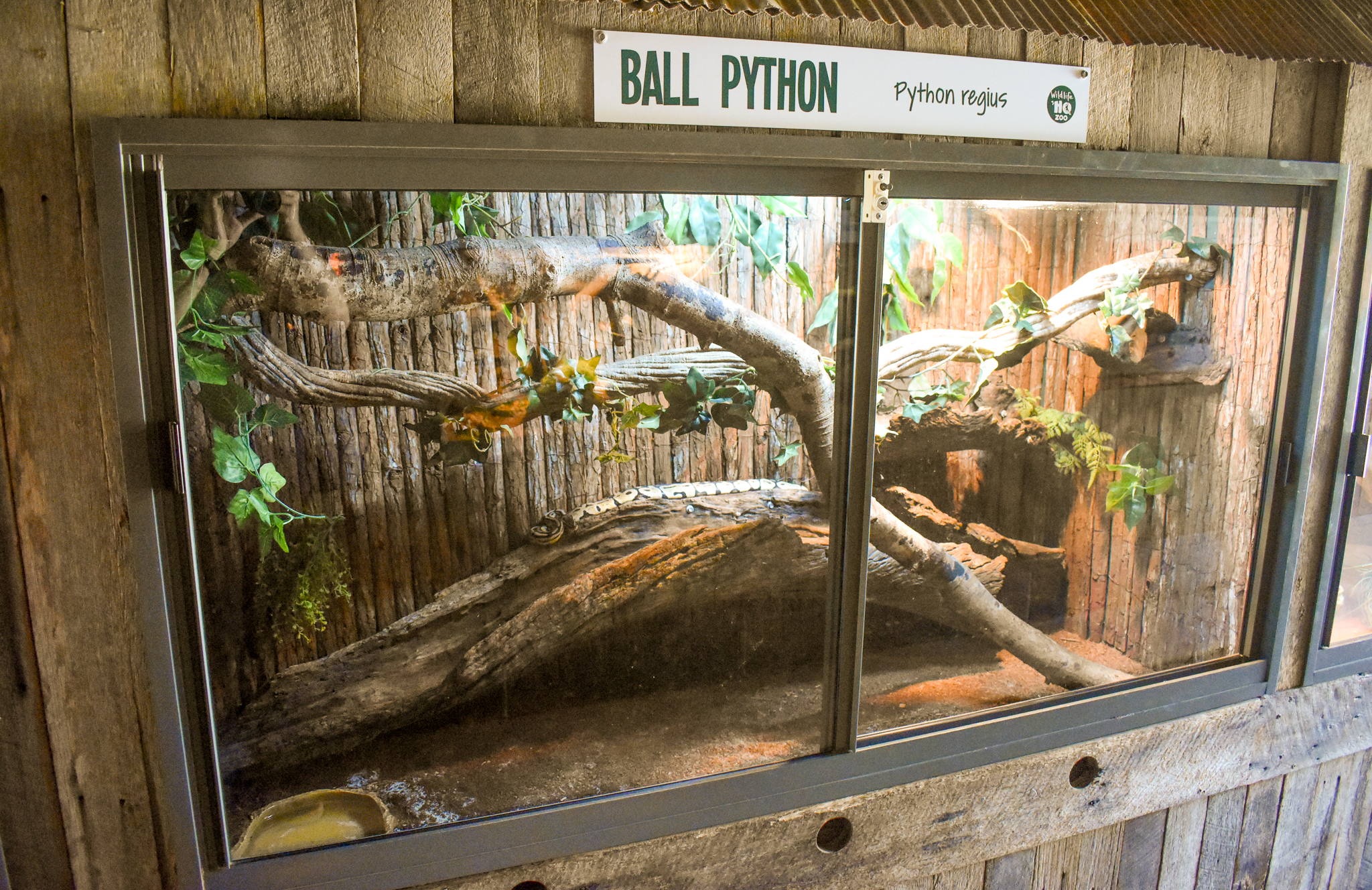 New Ball Python Enclosure