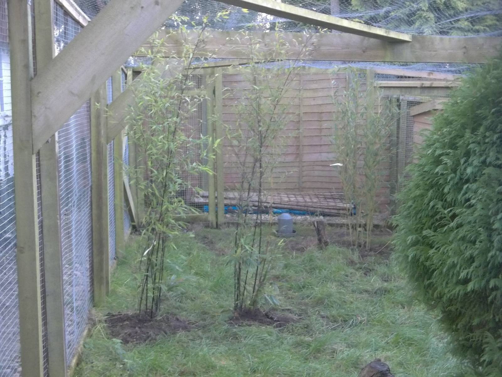 New bamboo in Golden Pheasant aviary, 12th December 2014