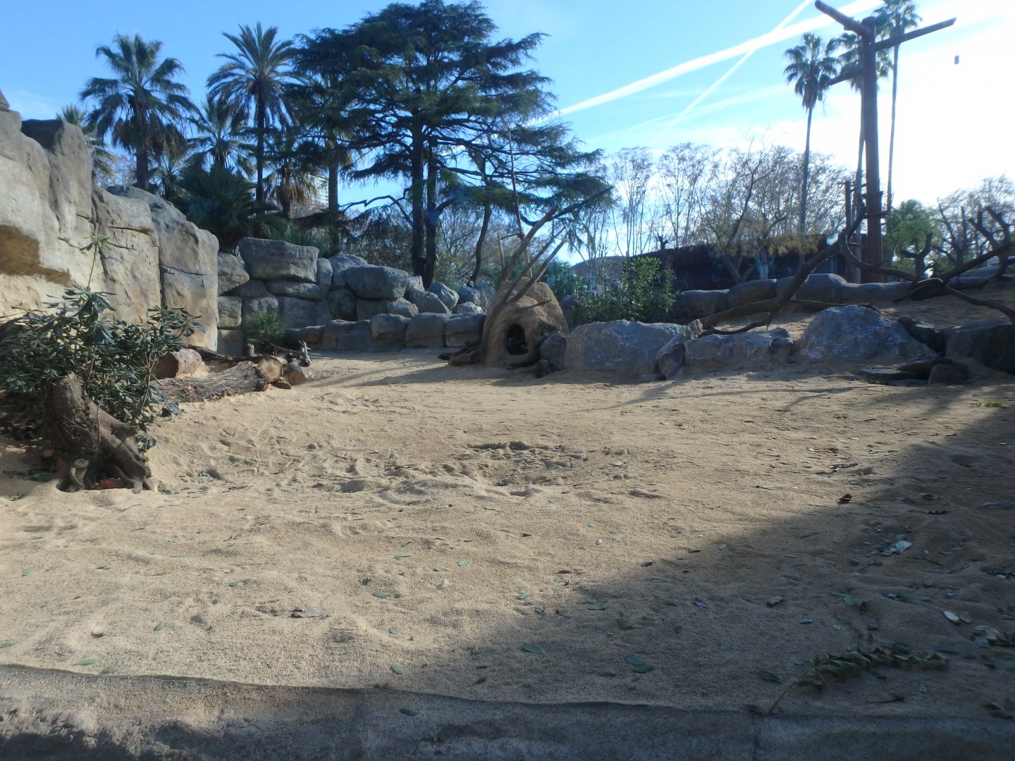 New banded mongoose enclosure 1