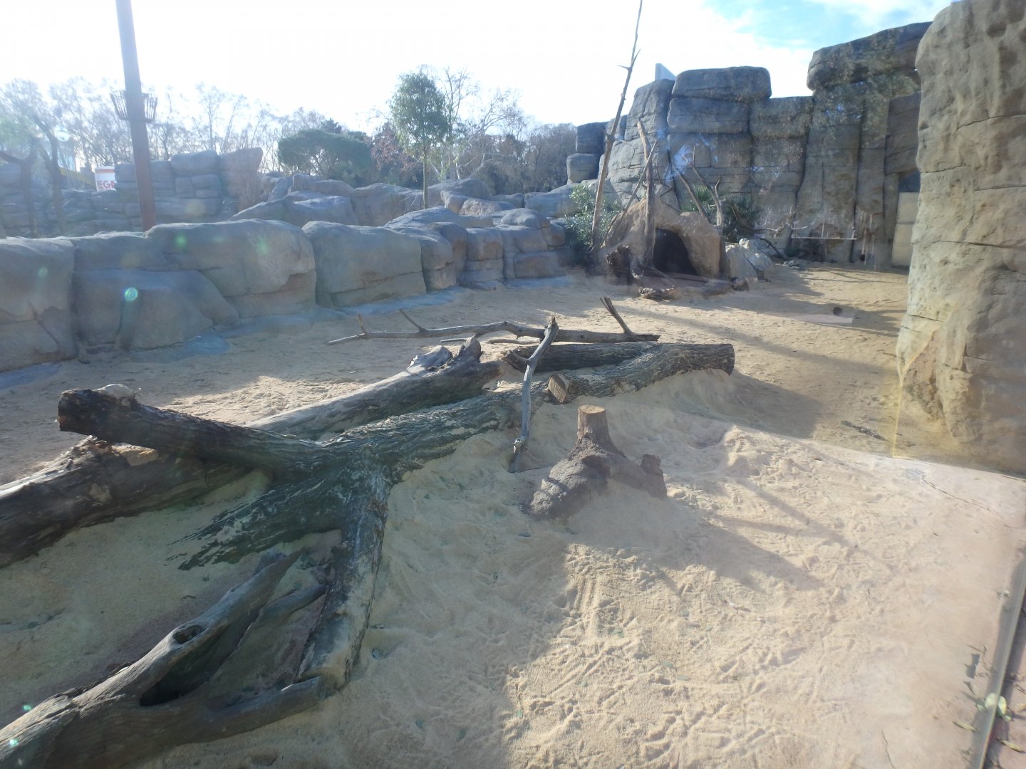 New banded mongoose enclosure 1