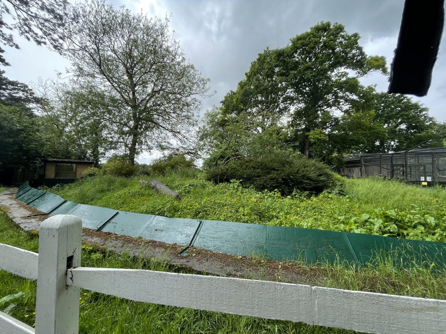 New Banded Mongoose Enclosure