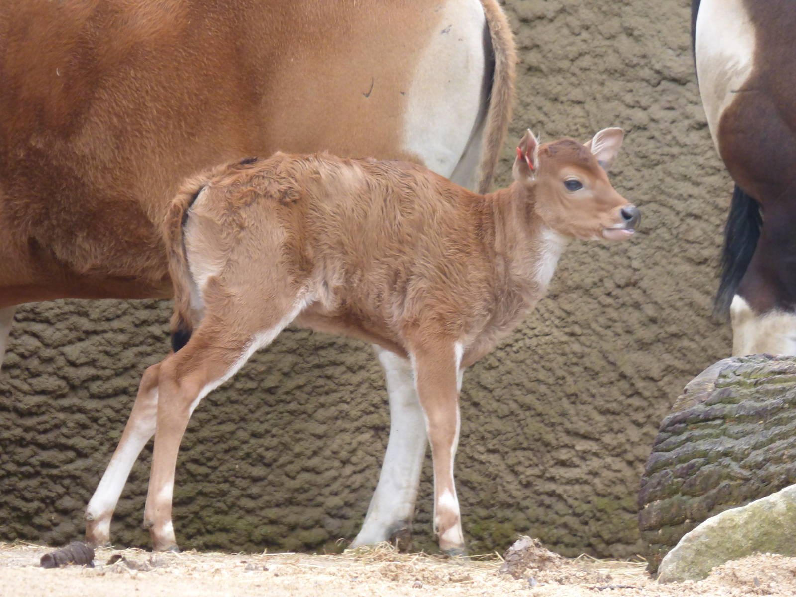 New Banteng Calf