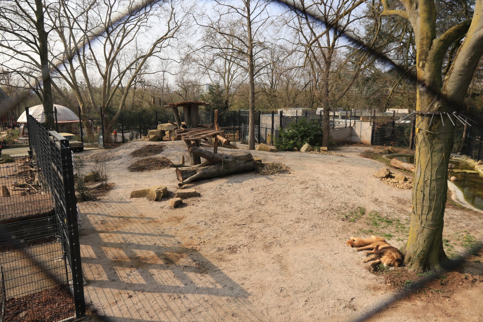 New Barbary Lion enclosure (March 2019)