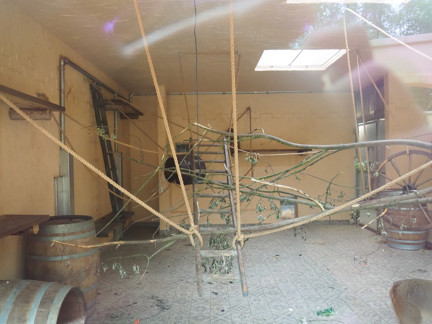 New Barbary macaque exhibit - Indoor exhibit, 2019-06-26