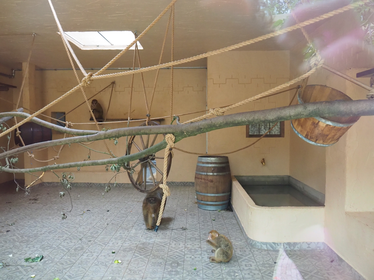 New Barbary macaque exhibit - Indoor exhibit, 2019-06-26