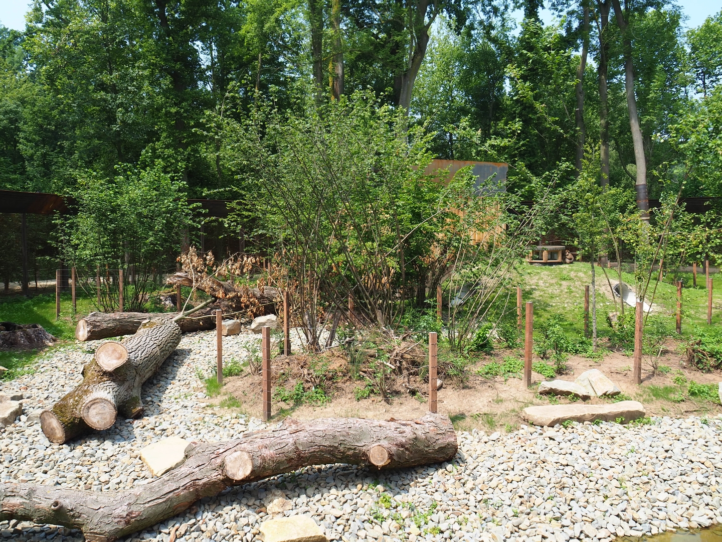 New Barbary macaque exhibit - Outdoor exhibit, 2019-06-26