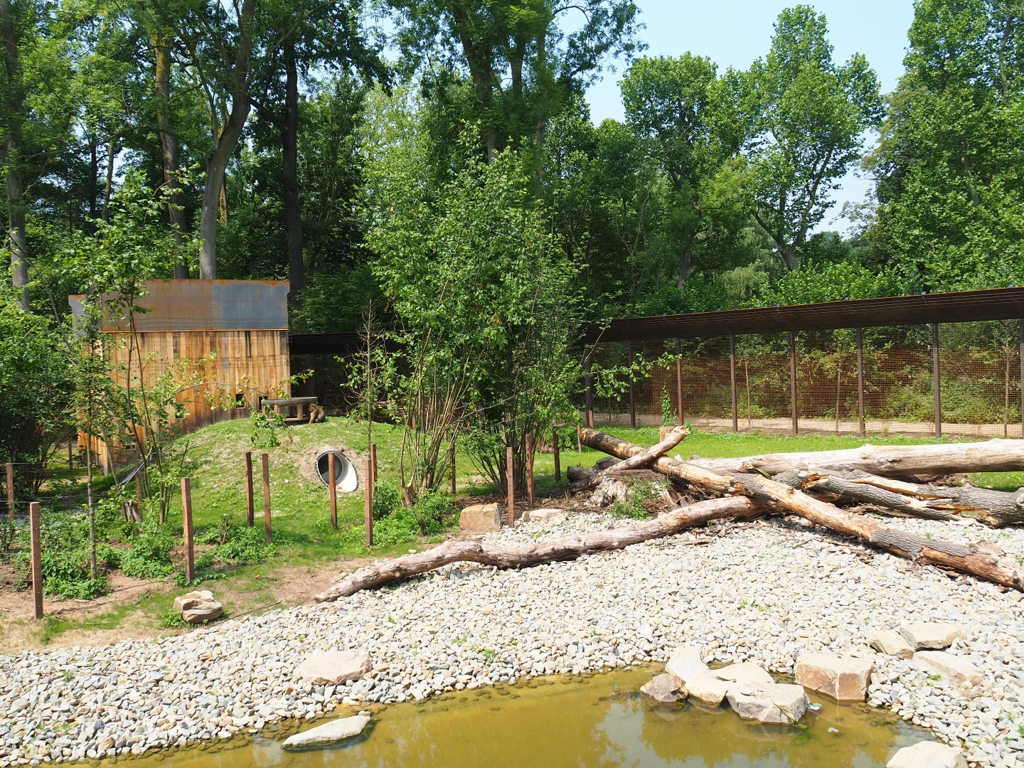 New Barbary macaque exhibit - Outdoor exhibit, 2019-06-26