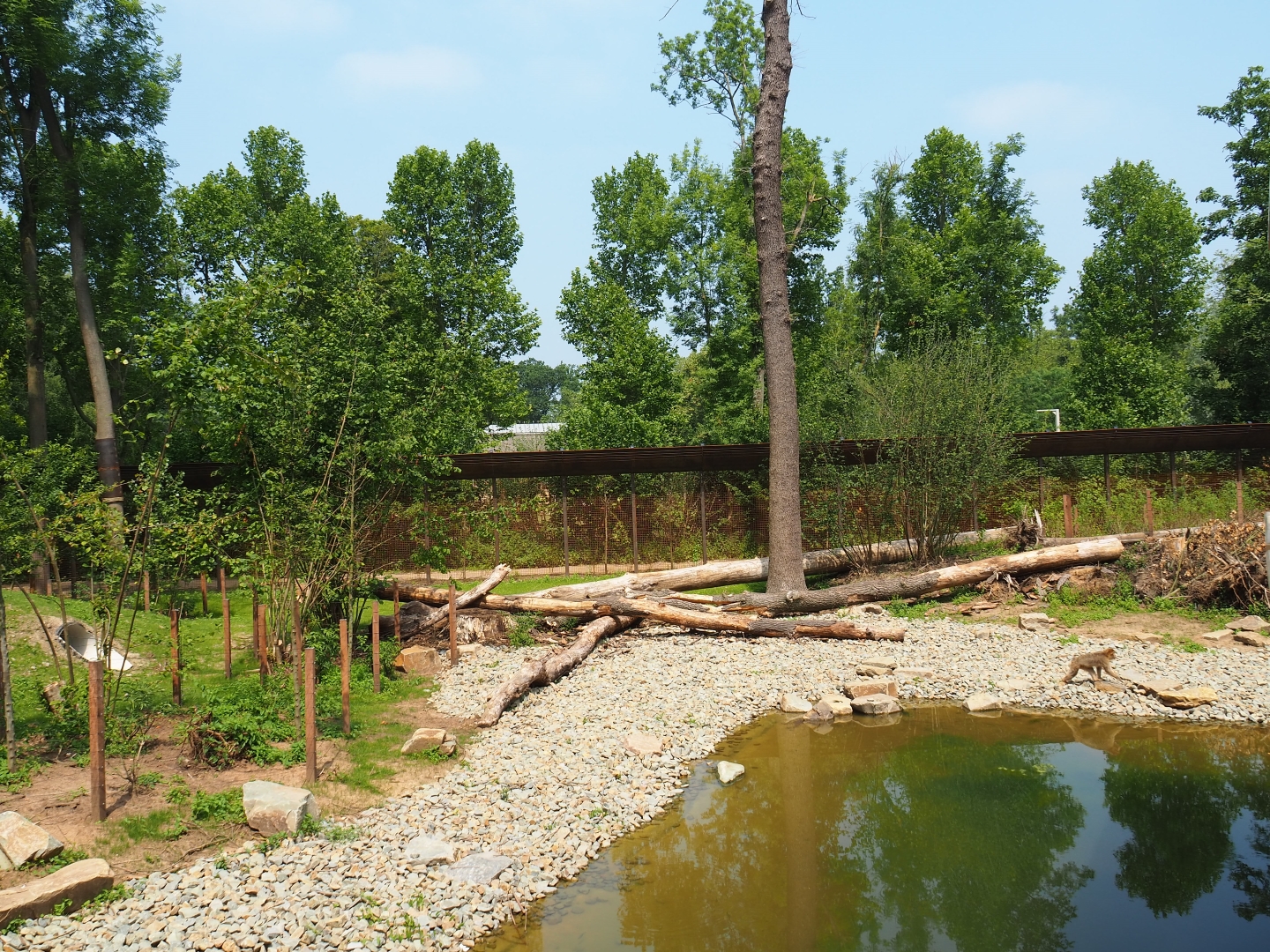 New Barbary macaque exhibit - Outdoor exhibit, 2019-06-26