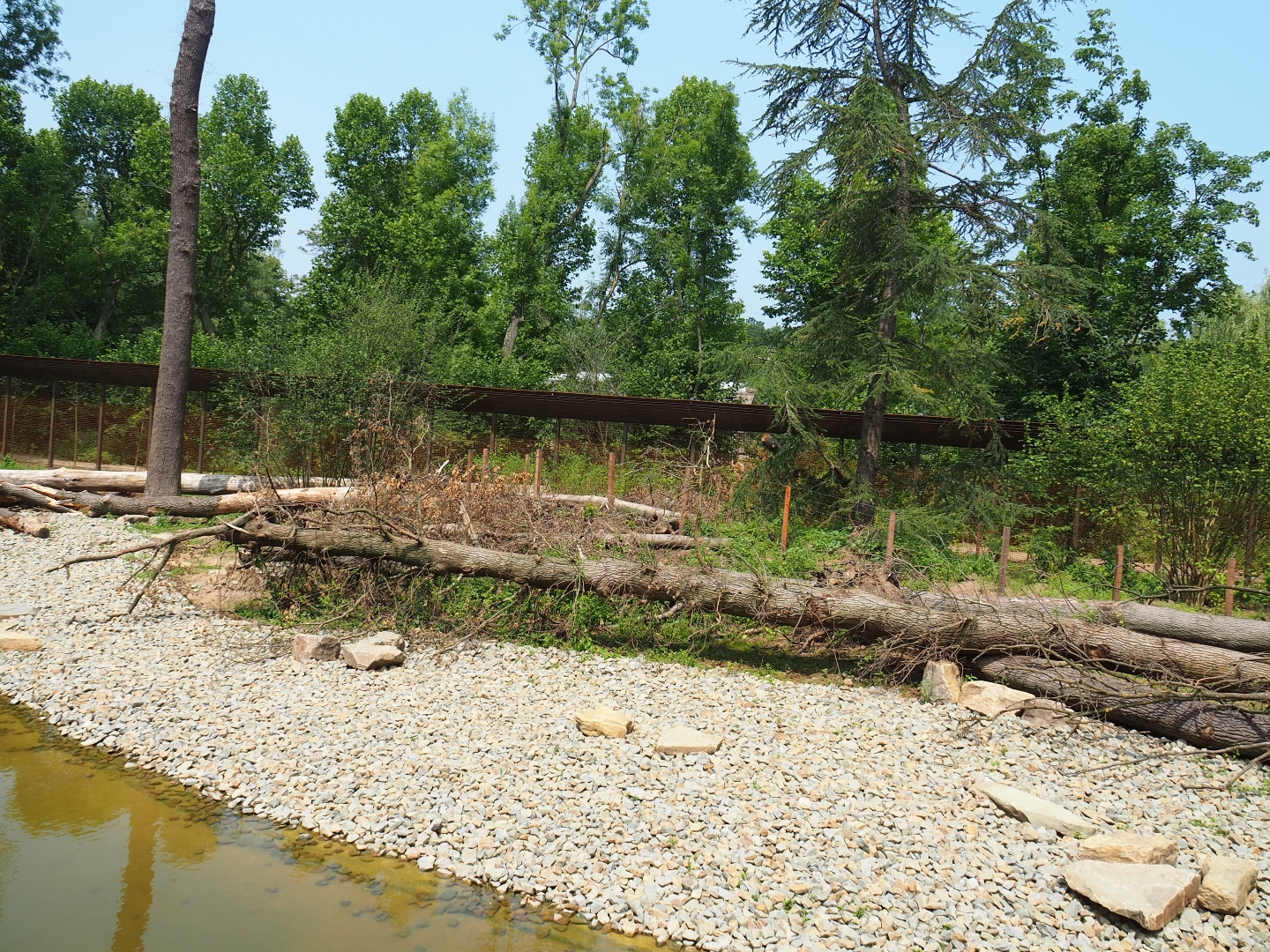 New Barbary macaque exhibit - Outdoor exhibit, 2019-06-26