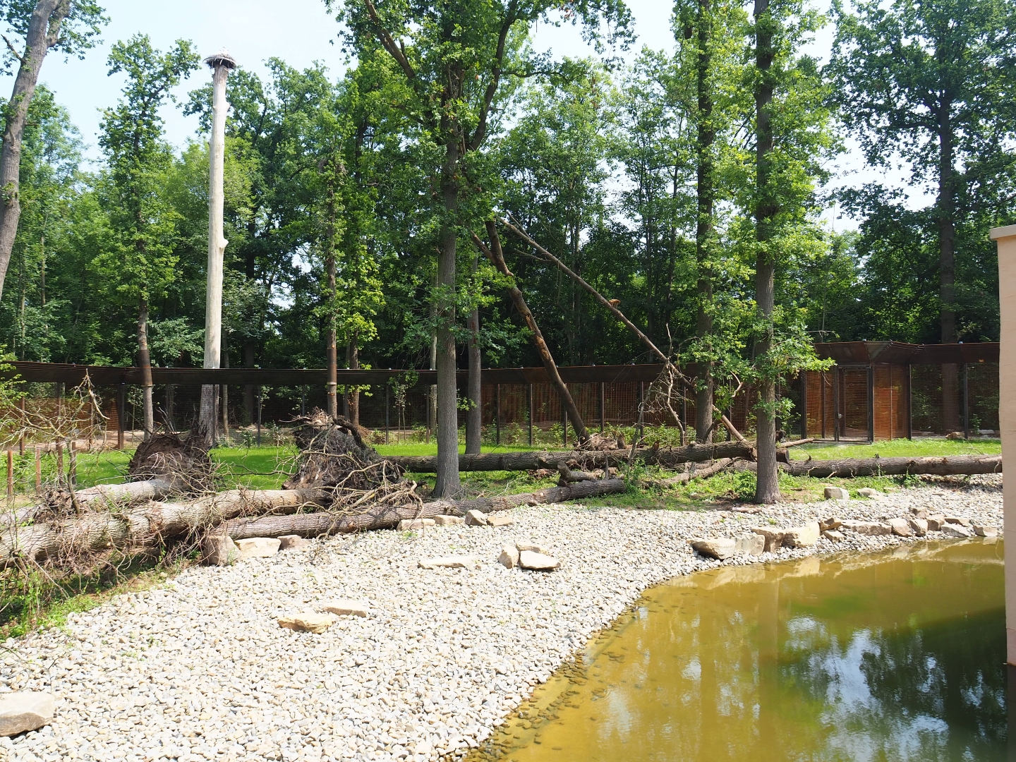 New Barbary macaque exhibit - Outdoor exhibit, 2019-06-26