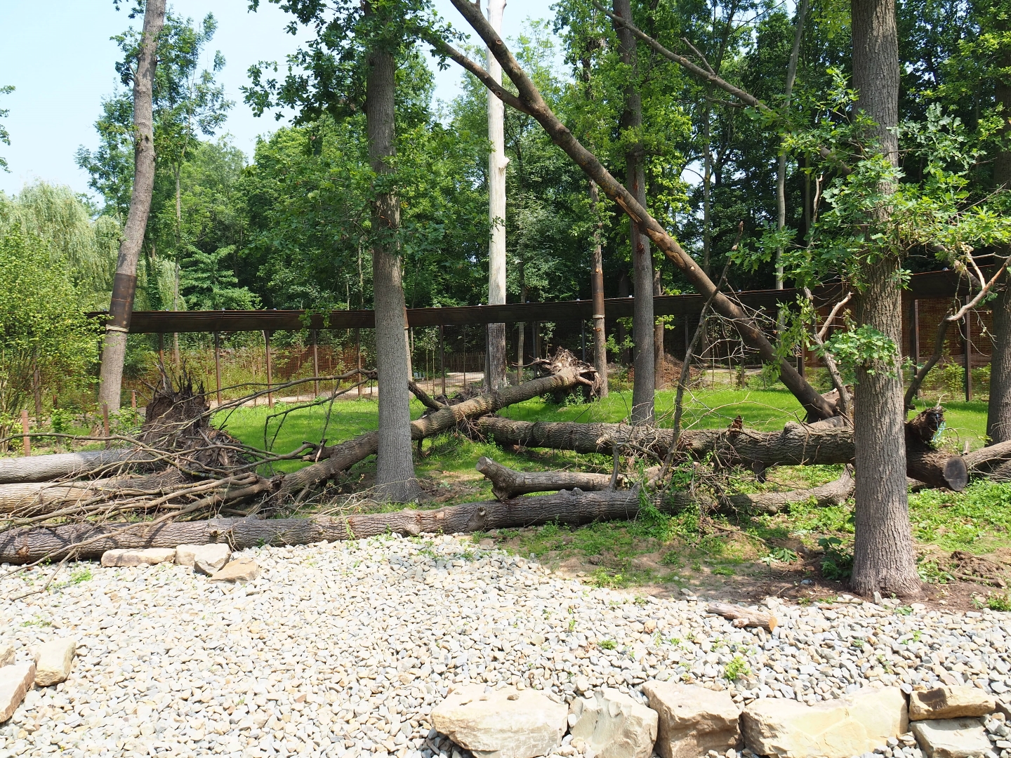 New Barbary macaque exhibit - Outdoor exhibit, 2019-06-26