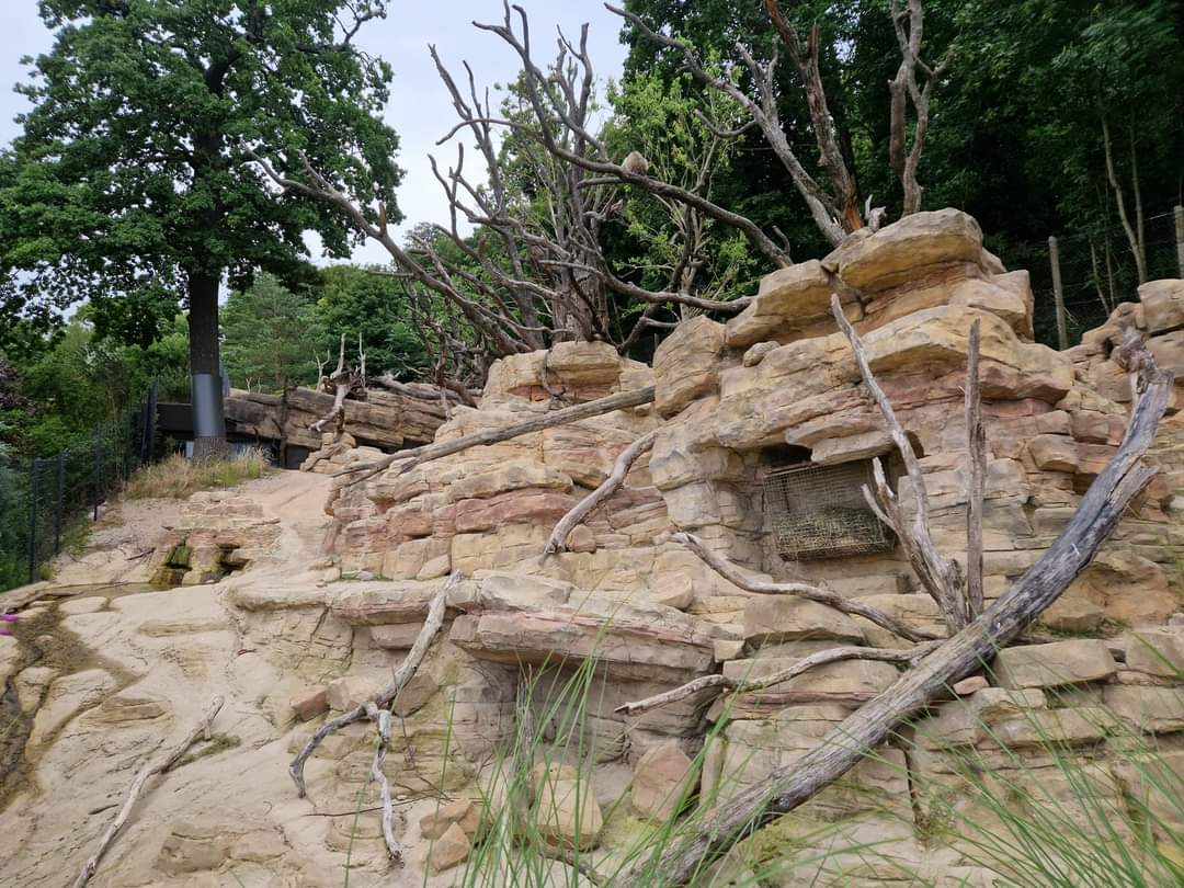 New Barbary Sheep/Barbary Macaque exhibit