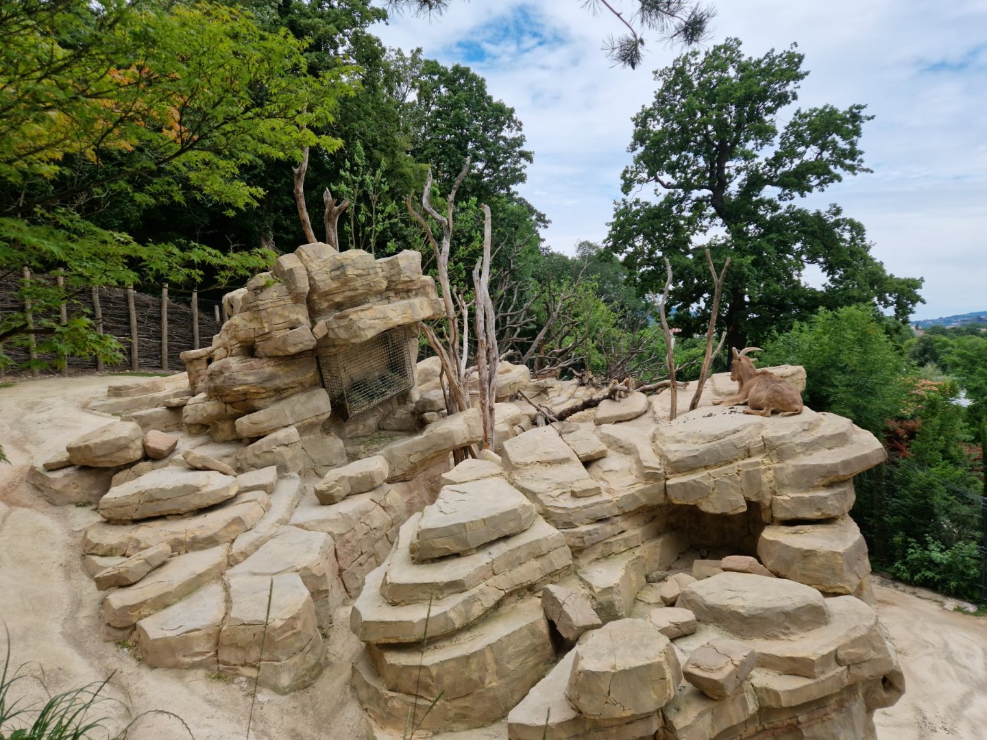 New Barbary Sheep/Barbary Macaque exhibit