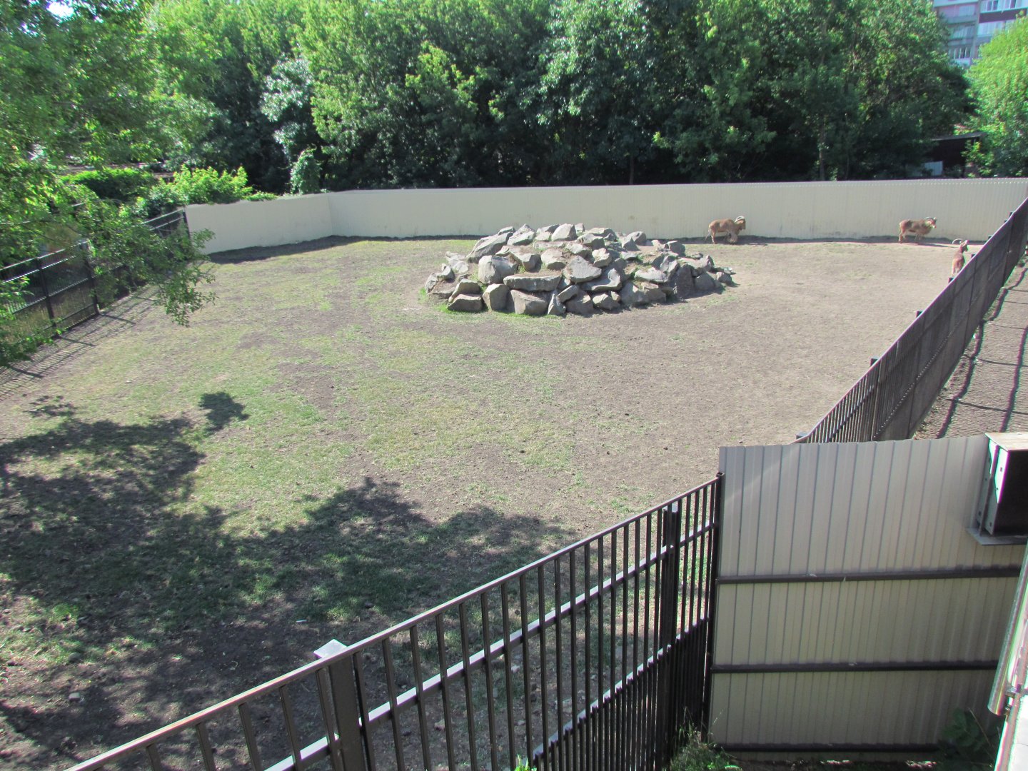 New barbary sheep exhibit