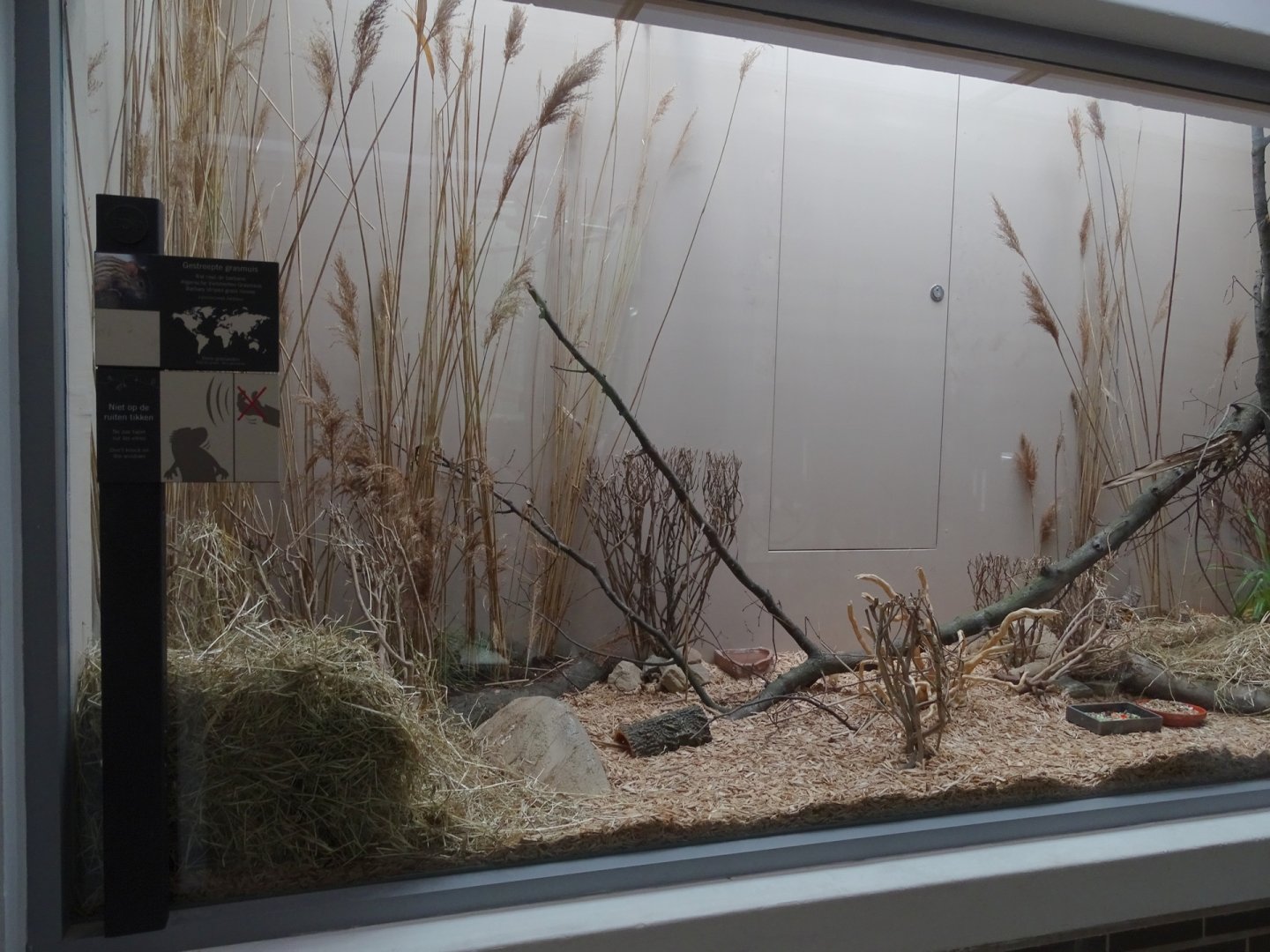 New Barbary striped grass mouse enclosure