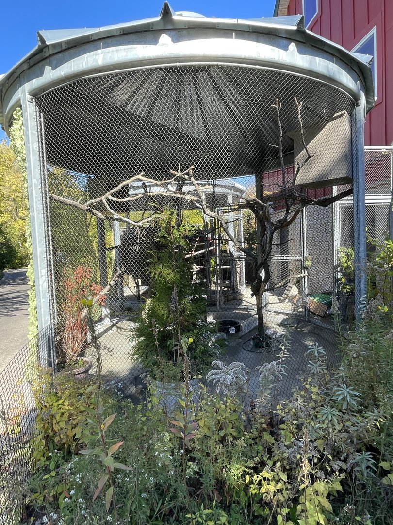 NEW Barn Owl Exhibit (10/22/23)