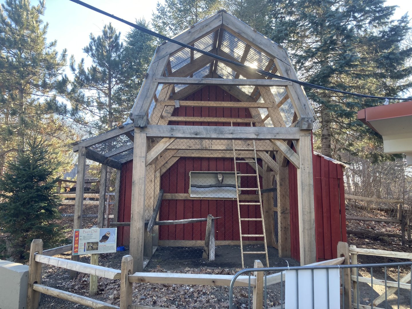 New Barn Owl Exhibit