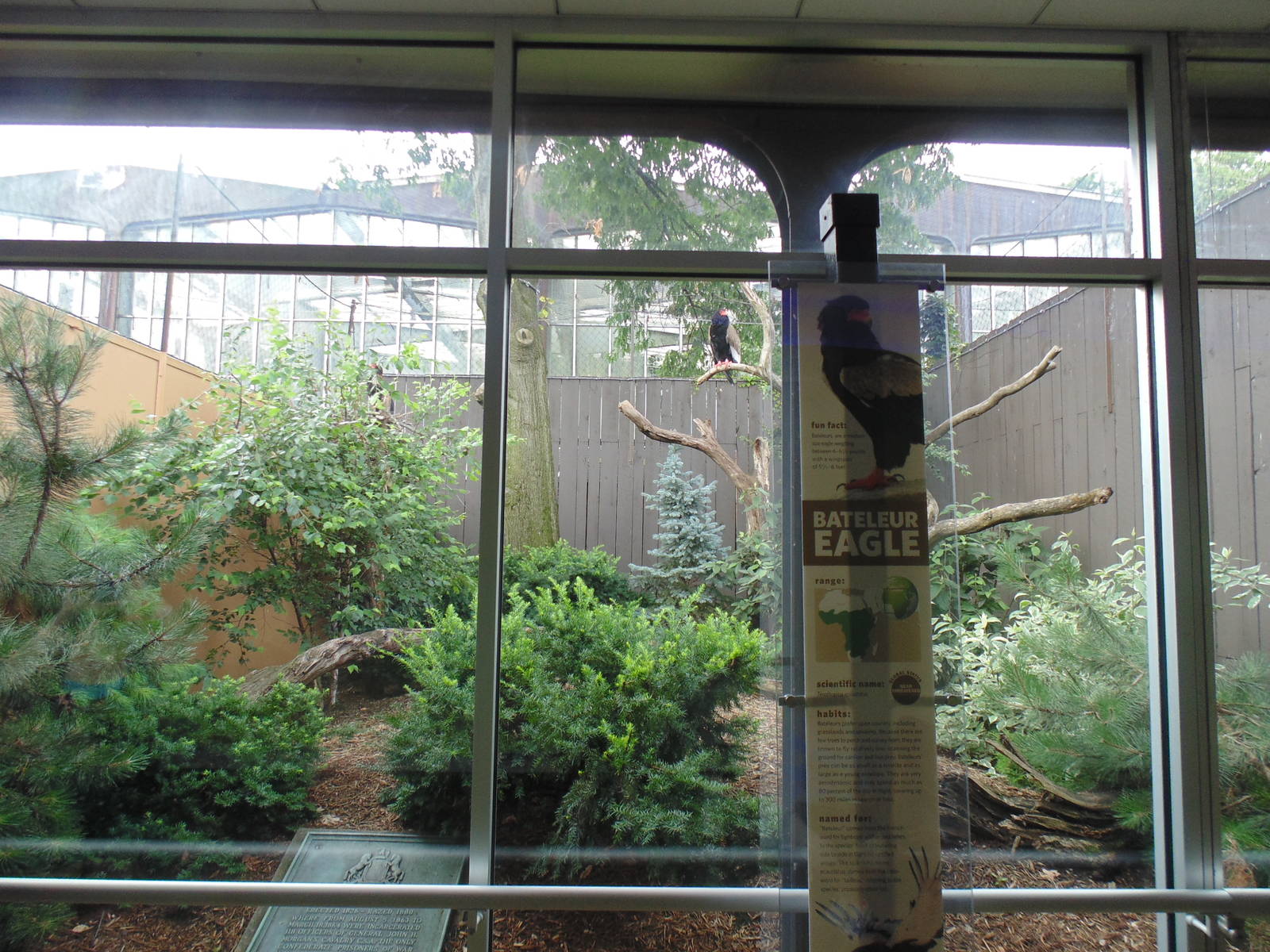 New Bateluer Eagle Exhibit