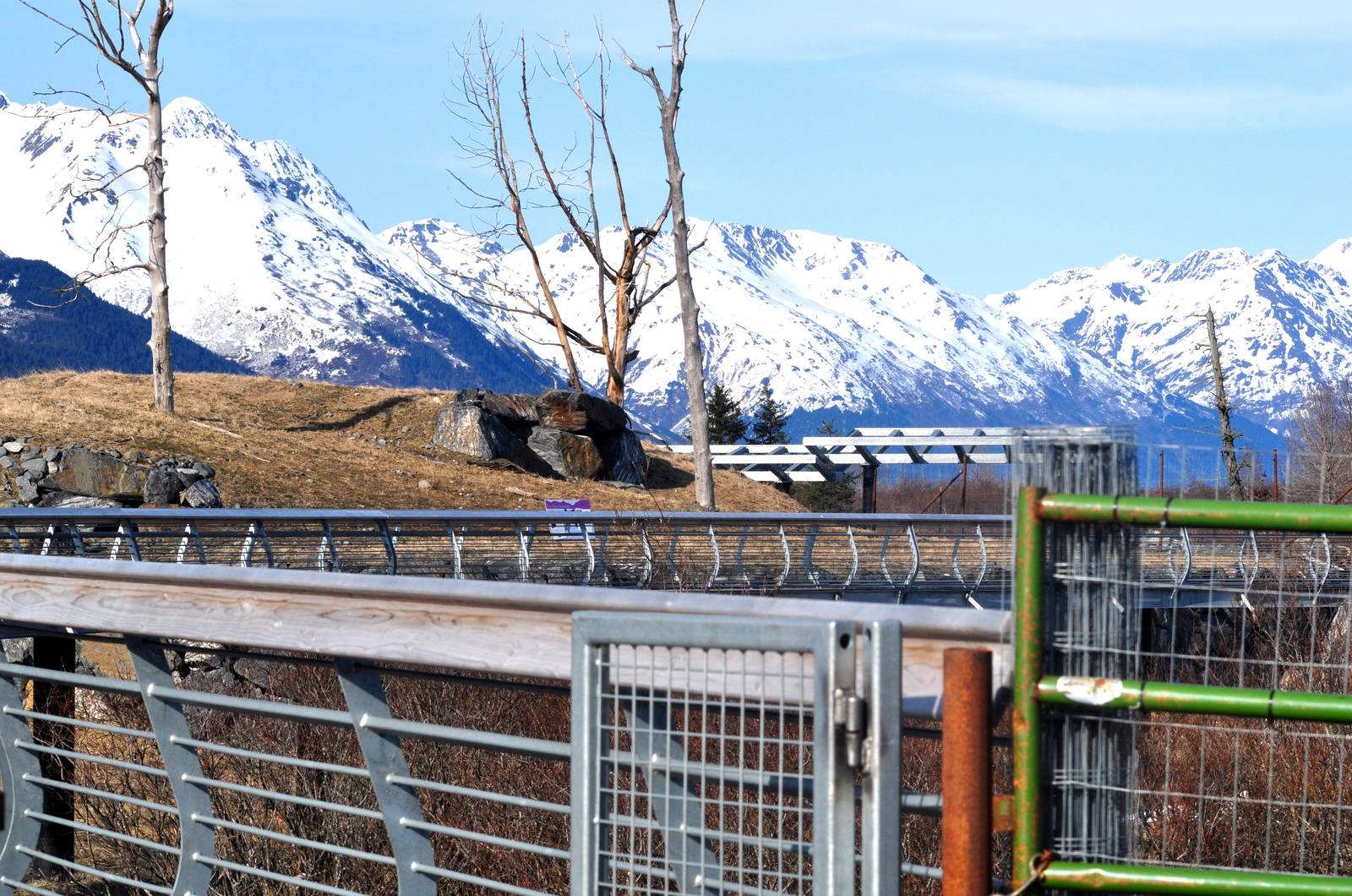 New BEARS walkway over Black Bear and Brown Brown Bear Exhibits.