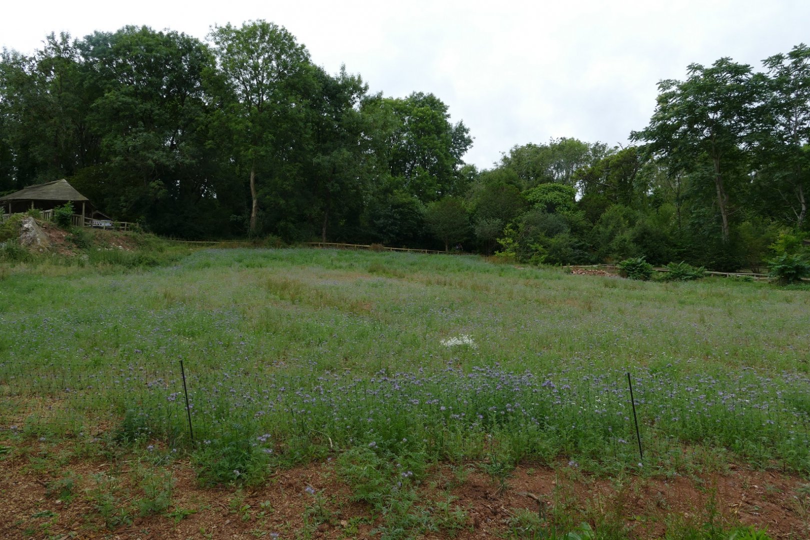 New bee exhibit, July 2018
