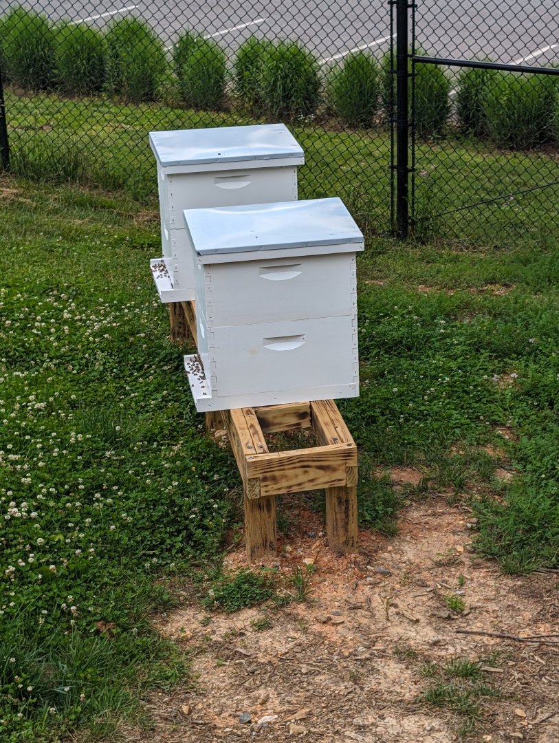 New Beehive by the Pygmy Hippo exhibit