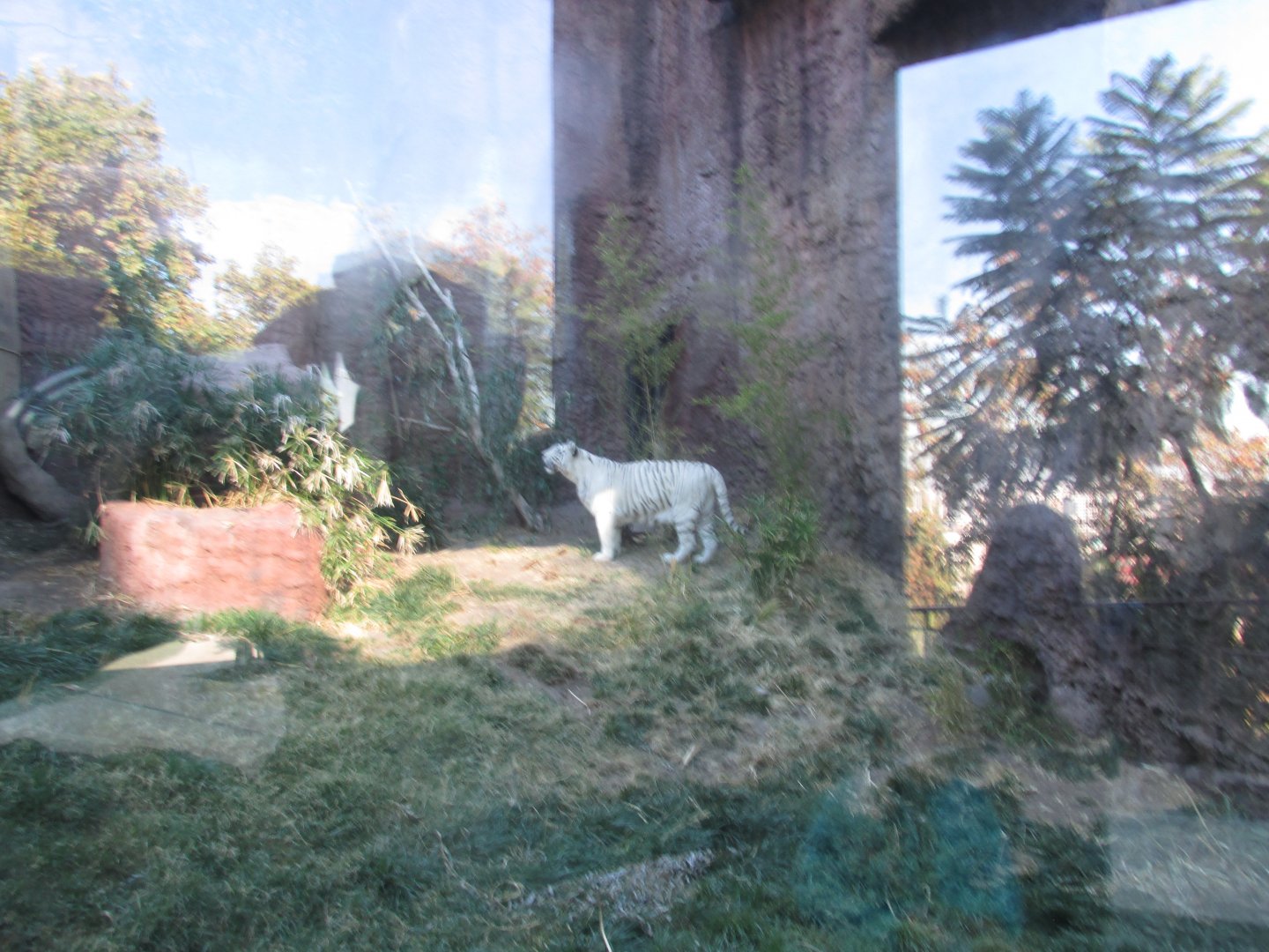 new bengal tiger exhibit
