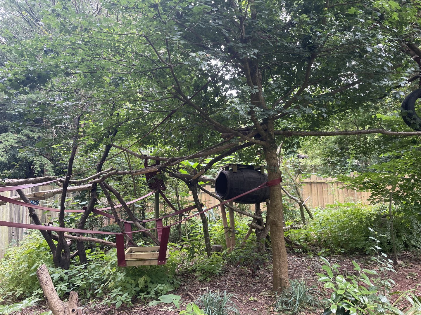 New Binturong Enclosure (1)