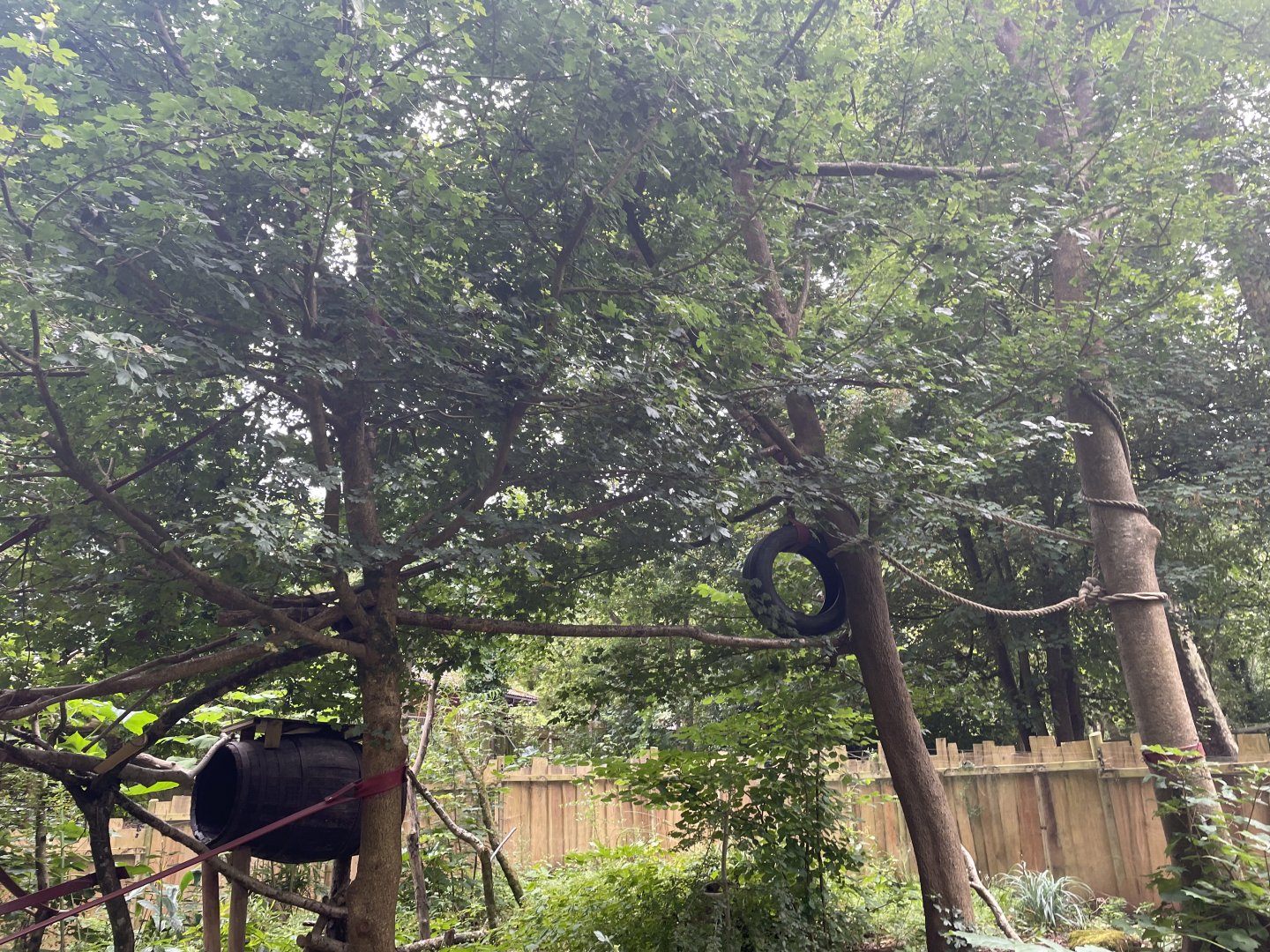 New Binturong Enclosure (2)