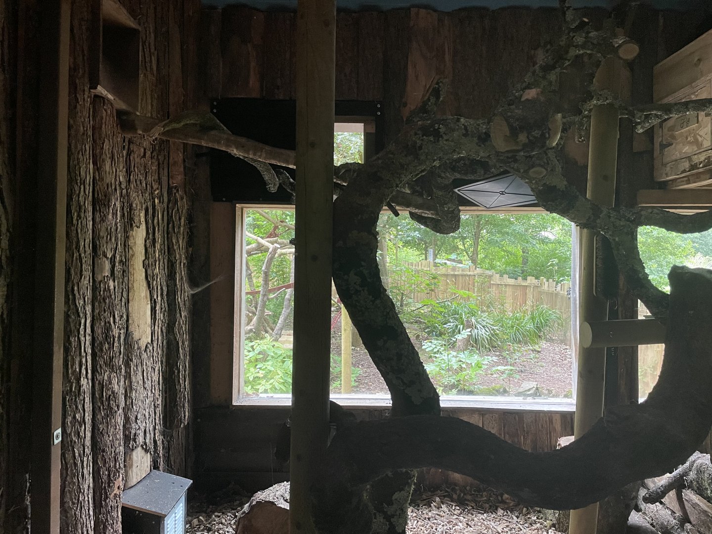 New Binturong Enclosure (3)