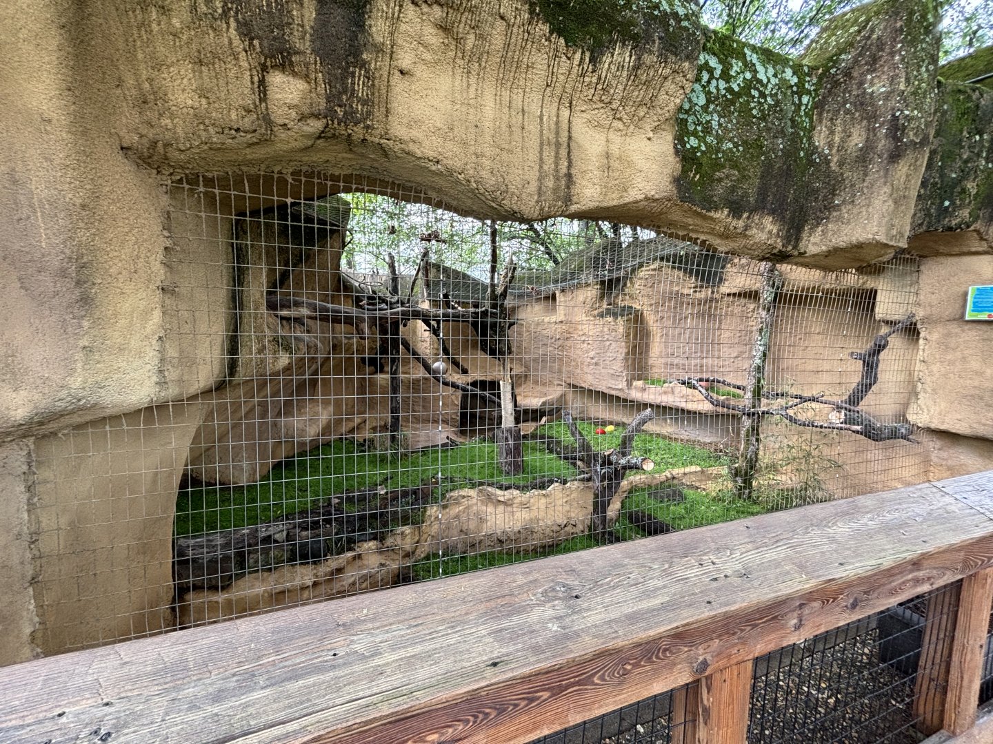 New Binturong Exhibit