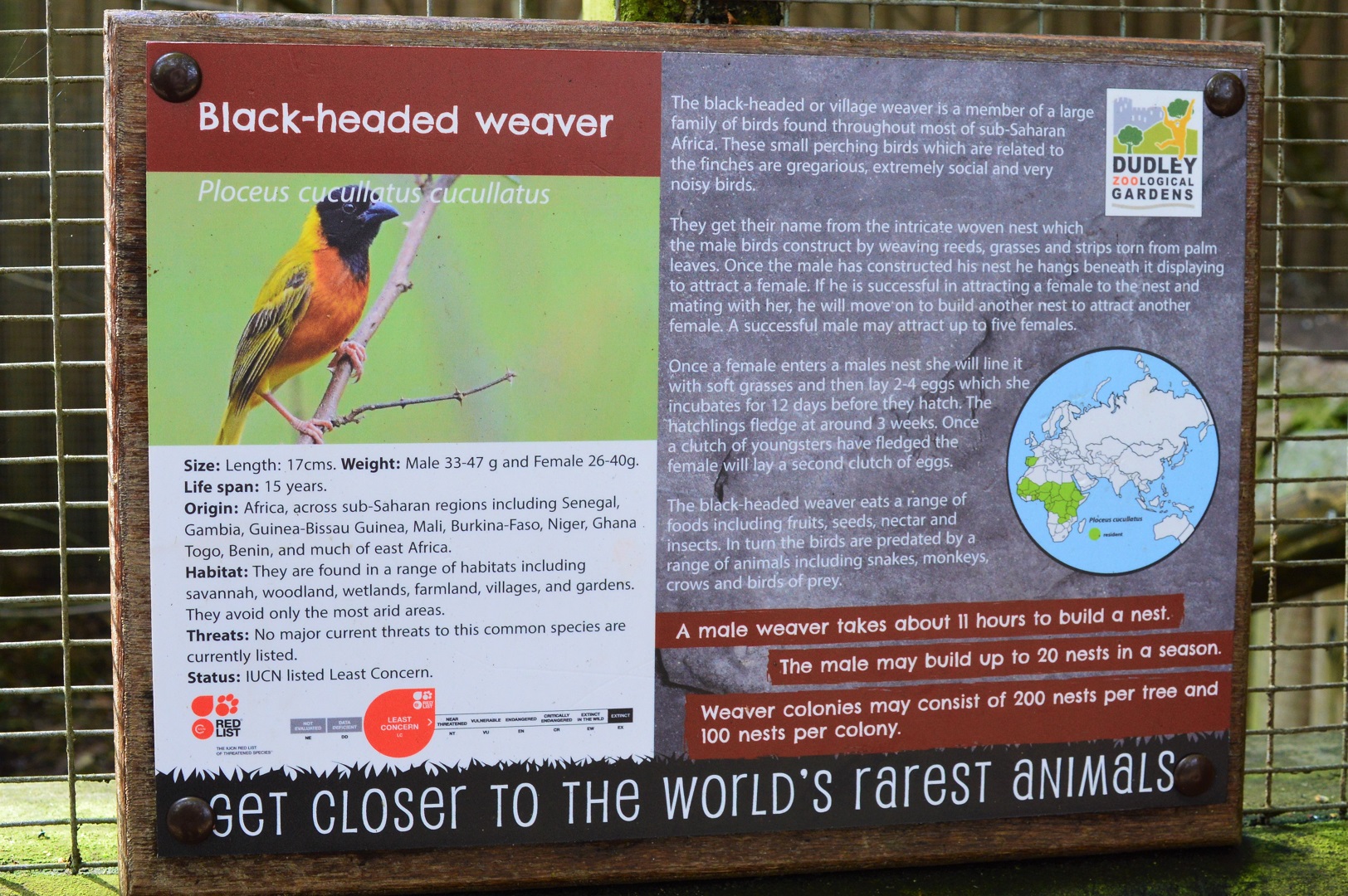 New bird species for DZG.