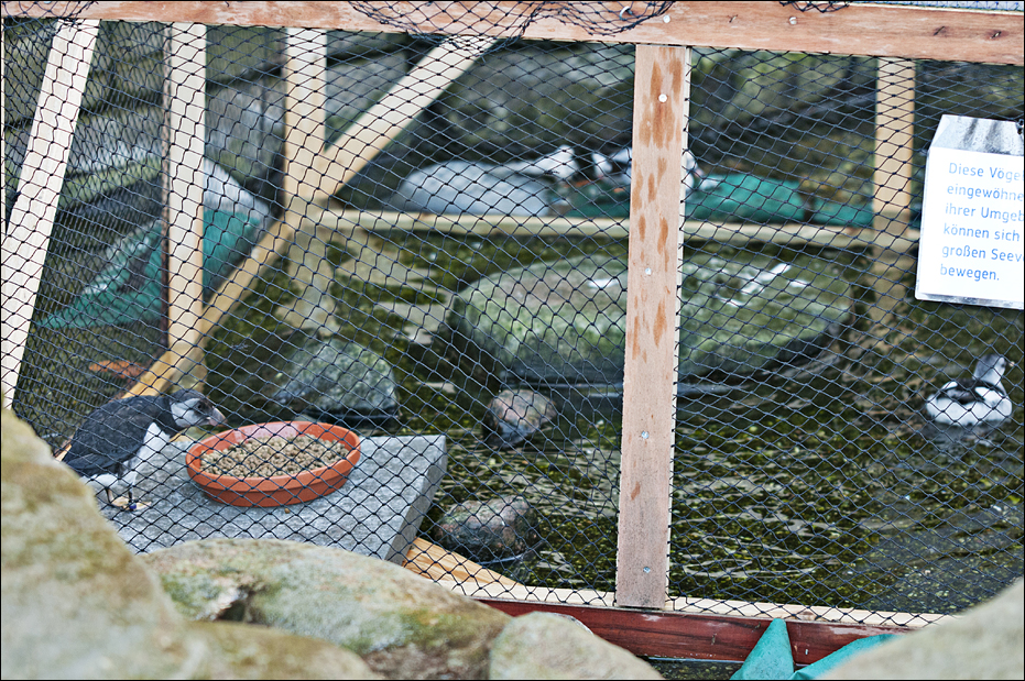 New birds in the 'Eismeer' at Hamburg