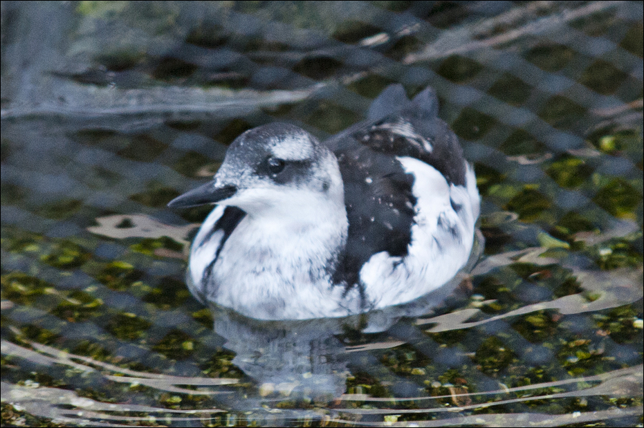 New birds in the 'Eismeer' at Hamburg