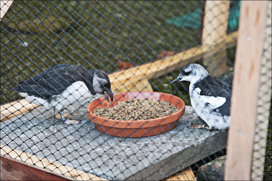 New birds in the 'Eismeer' at Hamburg