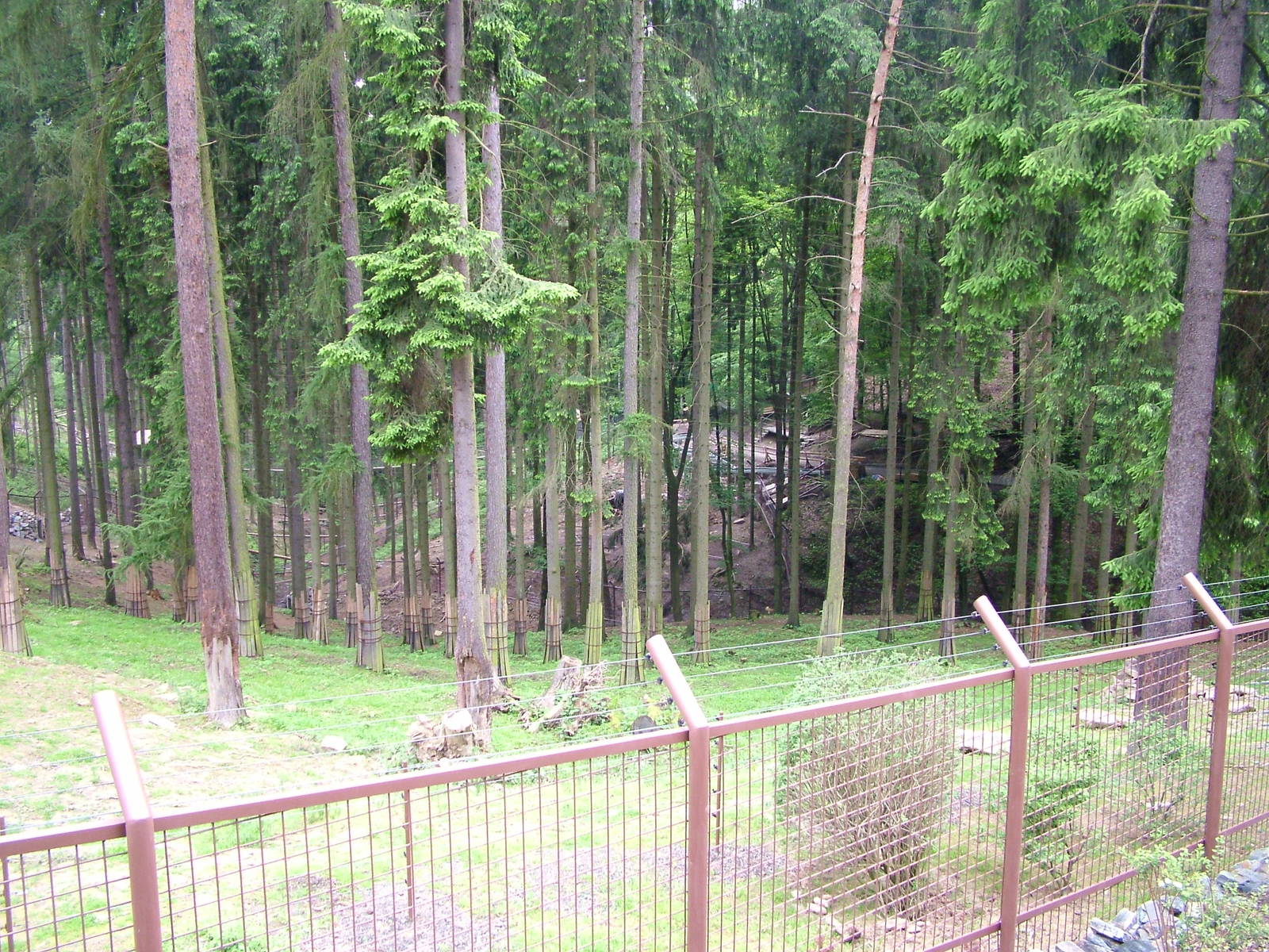 New Black Bear exhibit at Olomouc 30/05/10