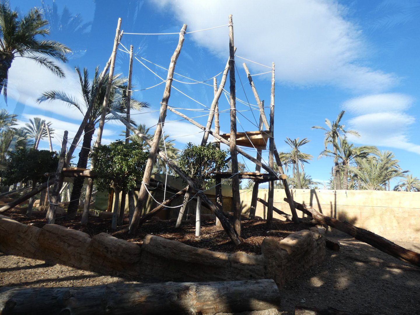 New Black-crested Mangabey enclosure