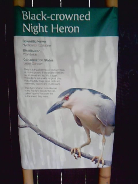 New Black Crowned Night Heron Sign