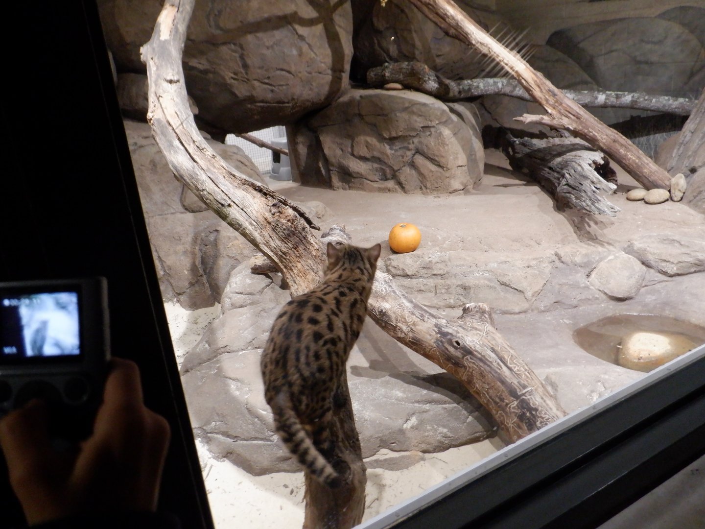 NEW - Black- footed cat at the Greensboro Science Center