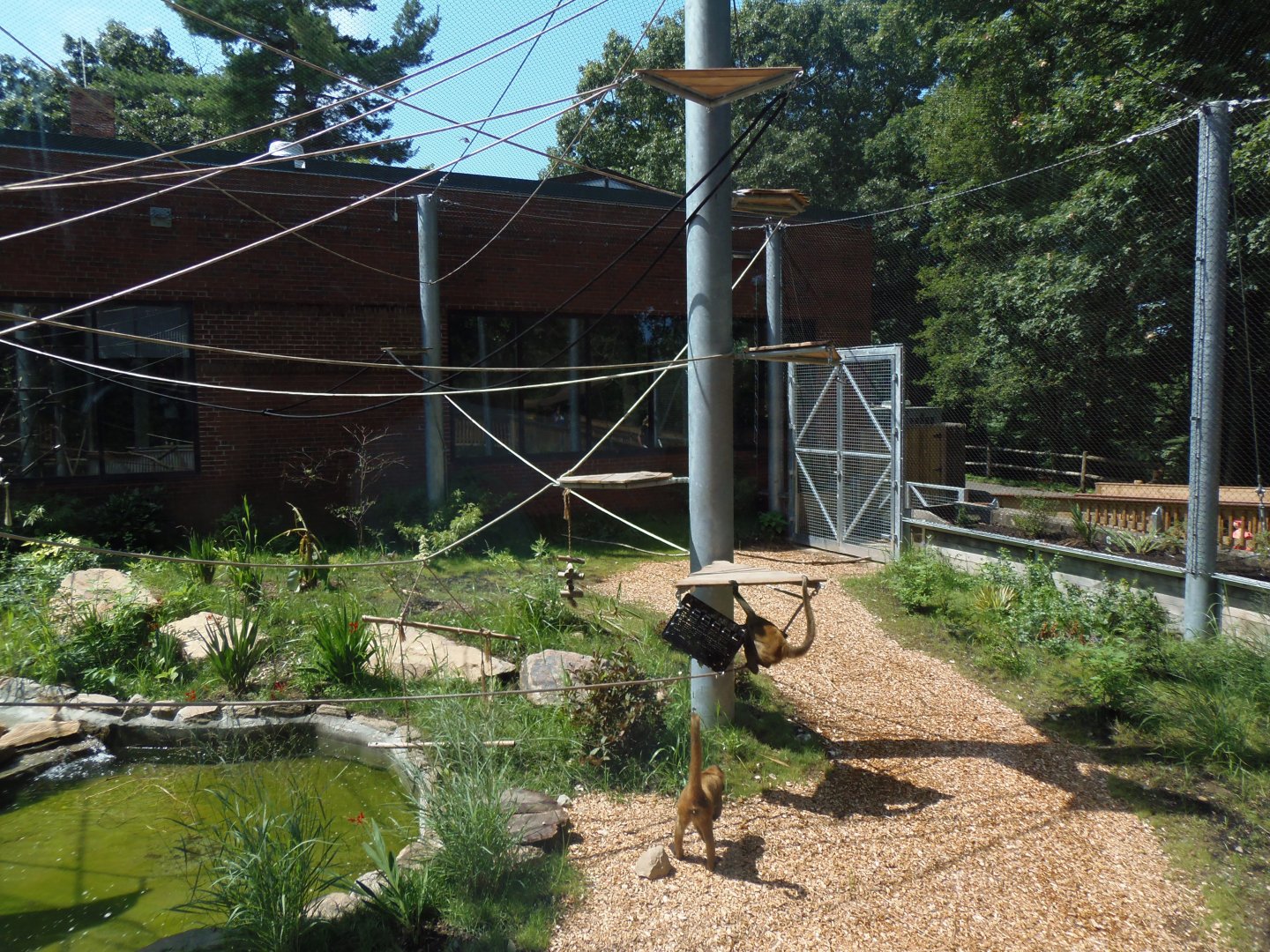 New Black-Handed Spider Monkey Exhibit