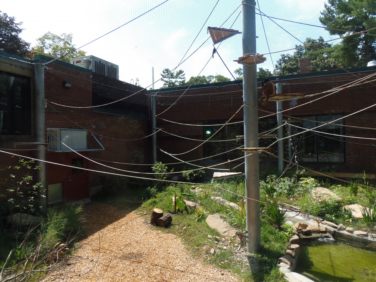 New Black-Handed Spider Monkey Exhibit