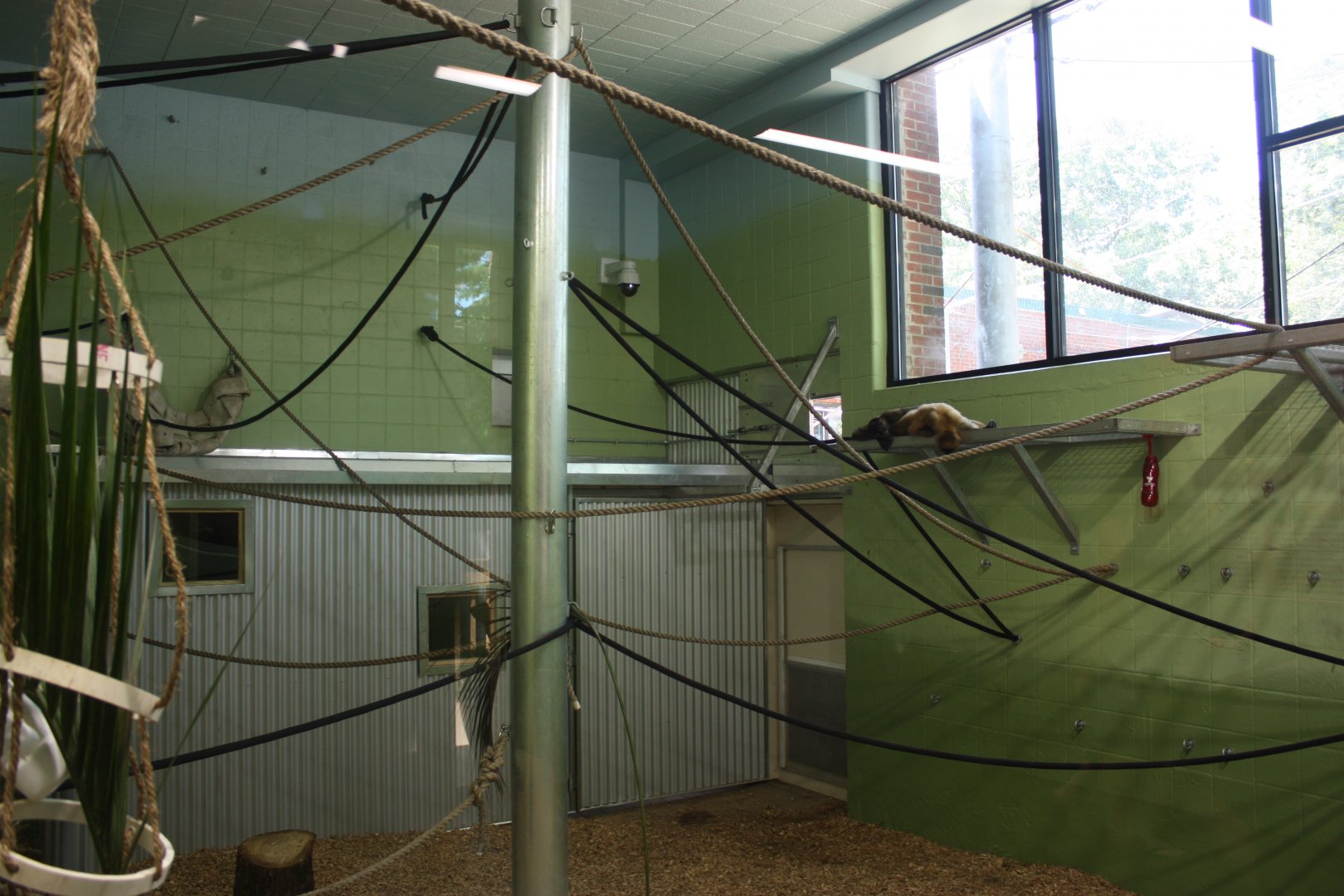 New Black-Handed Spider Monkey Indoor Exhibit