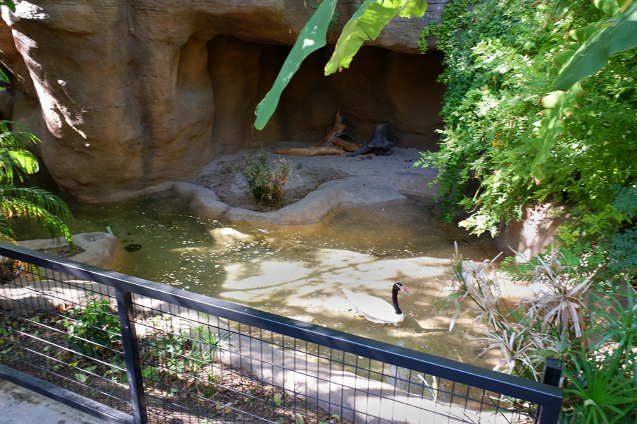 new black-necked swan exhibit